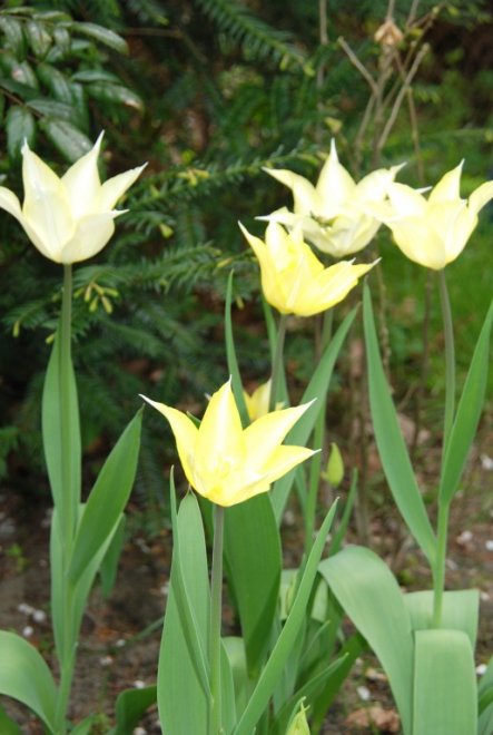 Garten 'Garden of Pomahabri '