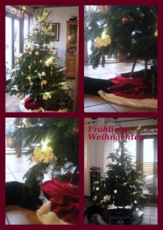 Advent und Weihnacht 2010