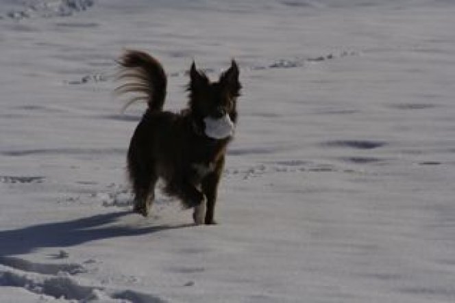 Lieblingsspiel: Schneebällen hinterherjagen und wiederbringen