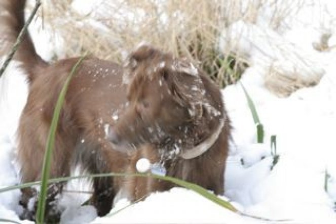 es gibt immer ein molekül zum riechen - egal wieviel schnee liegt...