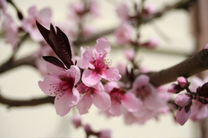 schon in voller Blüte: der Pfirsichbaum meines Vaters im Garten