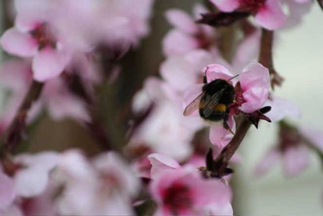 gierige Hummel im Pfirsichbaum