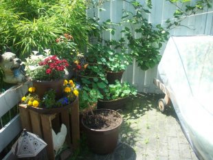 Mein Garten