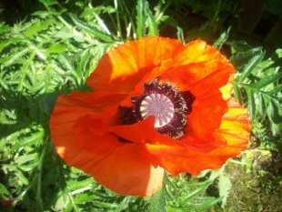 alle Räume 'Mein Garten'