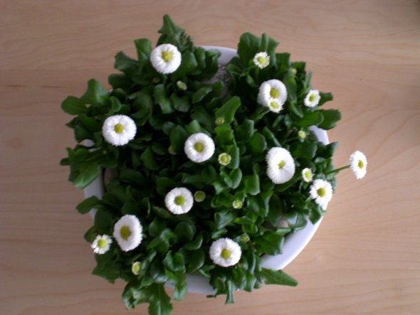 Wohnzimmer 'WoZi'