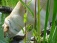 Garten 'Sommersitz'