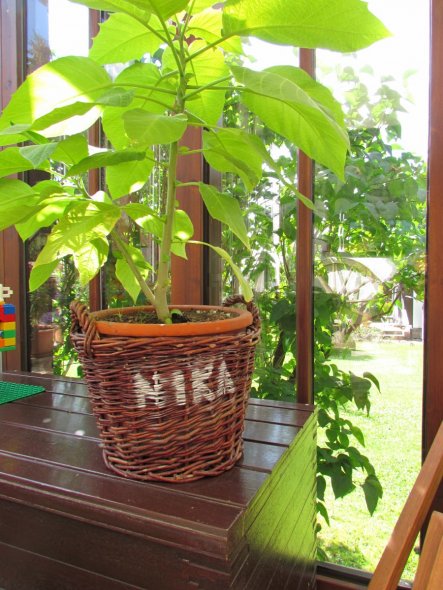 Terrasse / Balkon 'Wintergarten'