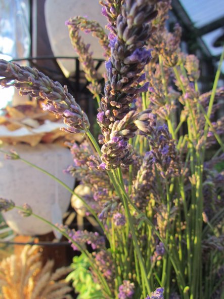 Garten 'Sommersitz'