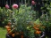 Garten ' Unser  Garten'