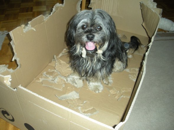 Winnie liebt es mit gr0ßen Kartons zu spielen, dieser war besonders groß. Deshalb dauerte es auch ein paar Tage bis er ihn in kleine Stücke zerlegt ha