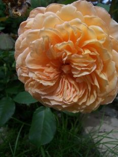 Unser Garten