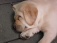Haustiere 'Unser Henry'
