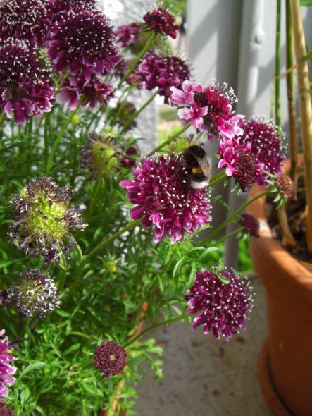 Terrasse / Balkon 'Die Oase'