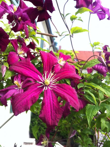 Clematis im Juni