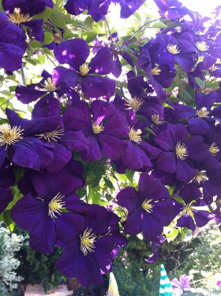 Clematis den Rosenbogen entlang