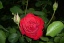 rote Rose bei Nacht