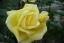 gelbe Rose, nach Zitrone duftend