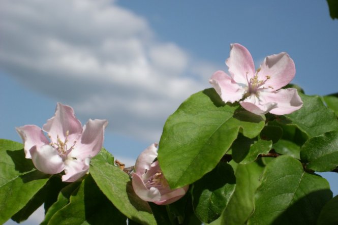 Erinnerung an den Frühling - Quittenblüten.