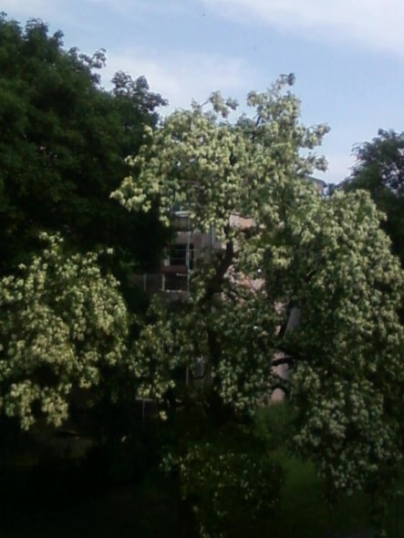 Nun zeige ich Euch, wie der Ausblick im Moment von meinem Balkon ist. Schön oder?