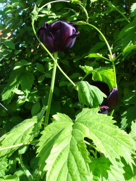 Mein absoluter Favorit im Frühling. Die schwarze Tulpe "Queen of the night"