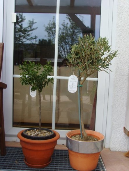 Auch die Sommer-Blüher durften endlich auf die Terrasse