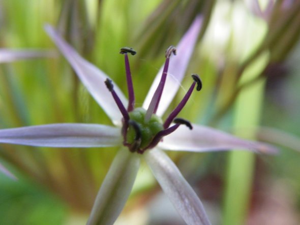 Garten 'Frühlingsboten'