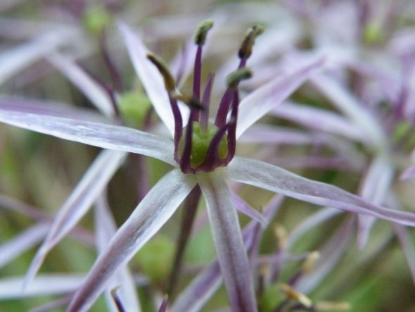 Garten 'Frühlingsboten'