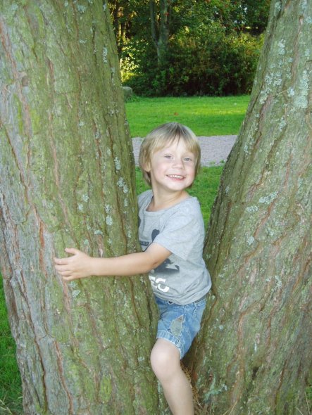 mein Freund der Baum