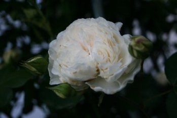 alle Räume 'Mein Garten'