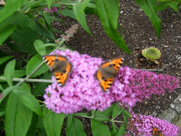 Garten 'Unser Garten'