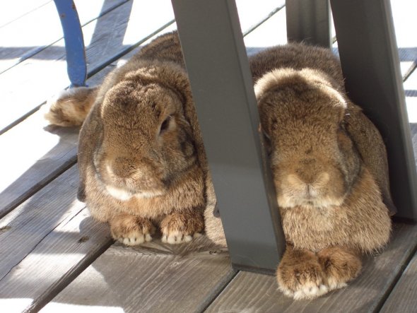 sollten eigentlich Zwergkaninchen sein..so knuddelig..ich finde sie sehen wie Steiff-Stofftiere aus.