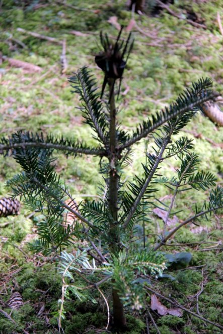 zukünftiger Christbaum...Nordmanntanne..letztes Jahr gepflanzt.