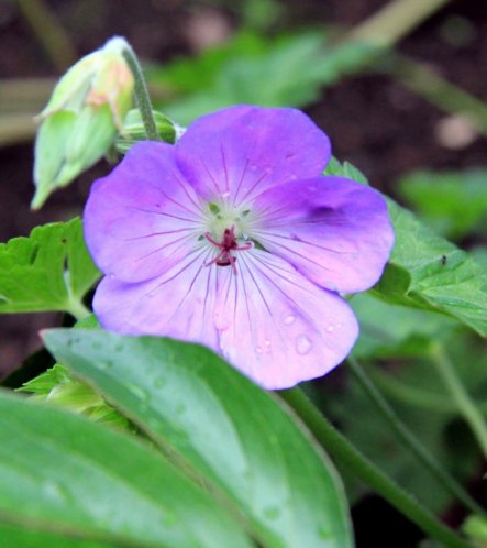 Garten 'Mein  Überraschungsgarten'