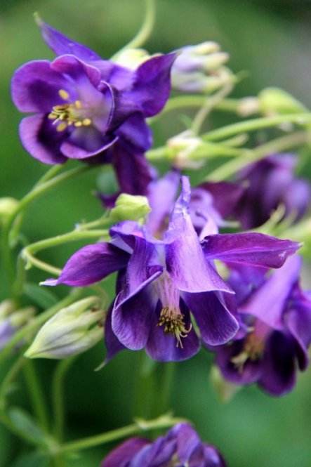 Garten 'Mein  Überraschungsgarten'