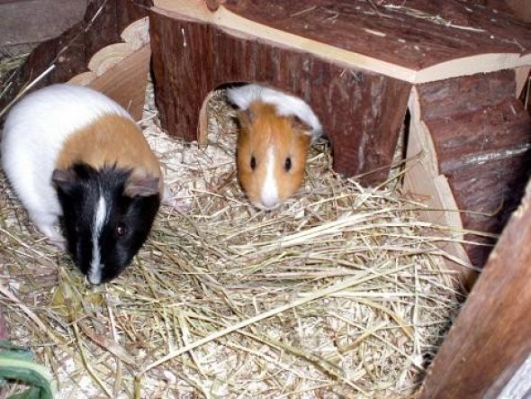 Tiny und Lola haben bei meinen Eltern ein neues Zuhause gefunden.