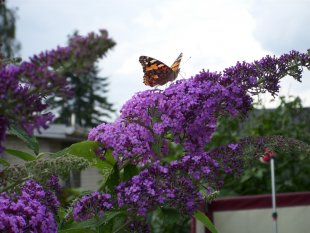 Gartenbesucher