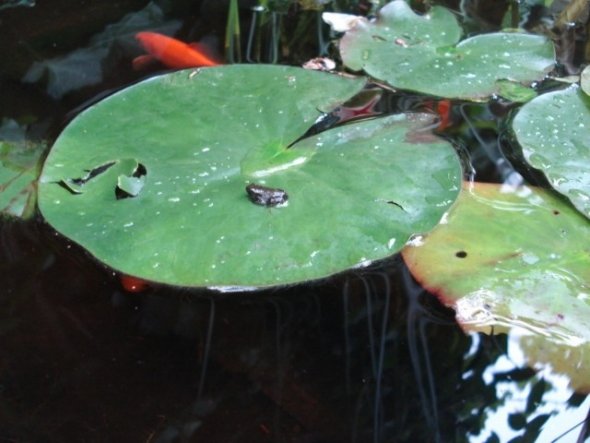 Ein paar Goldfische haben wir auch und ab und zu auch mal einen kleinen Frosch.