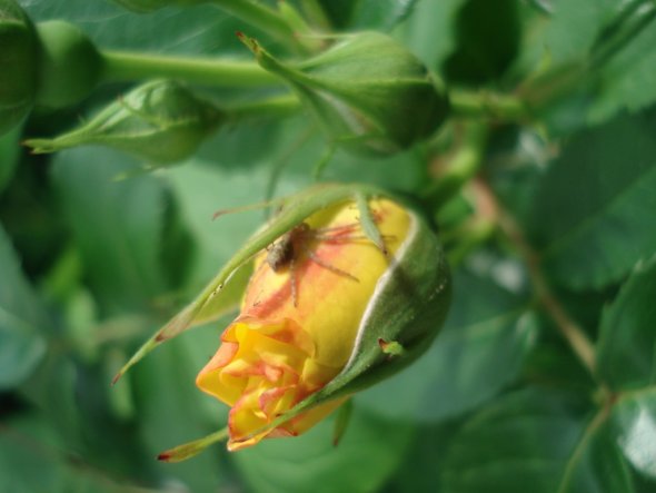 Haustiere 'Unsere Haus- und Gartentiere'