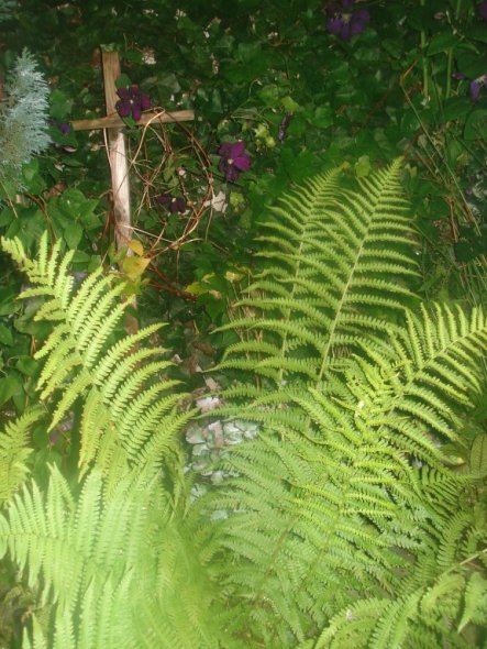 Garten 'Mein Garten bei Nacht'