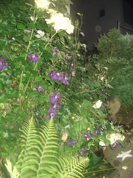 Garten 'Mein Garten bei Nacht'