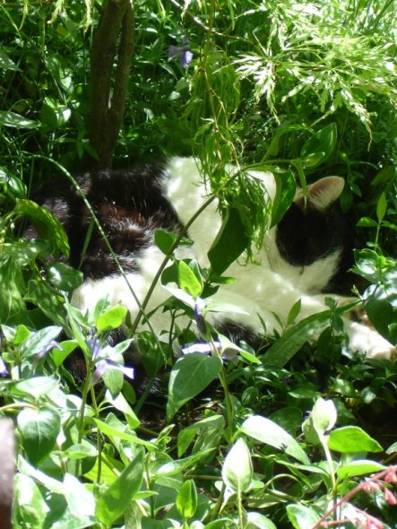 Unser Kater ist ein Genießer und liebt es unter dem japanischen Ahorn im Schatten zu liegen.