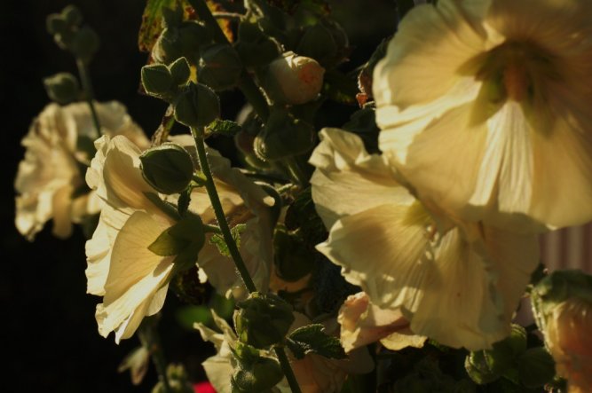 Garten 'Die Natur macht nichts vergeblich (Aristoteles)'