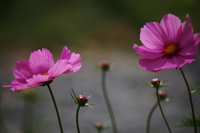 Garten 'Die Natur macht nichts vergeblich (Aristoteles)'