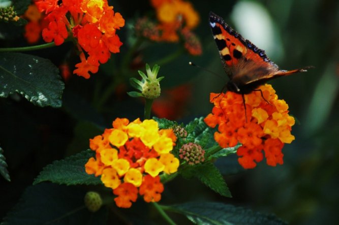 Garten 'Die Natur macht nichts vergeblich (Aristoteles)'