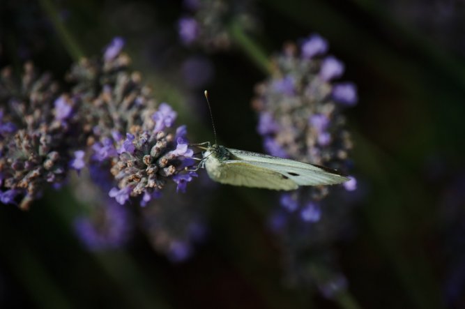 Garten 'Die Natur macht nichts vergeblich (Aristoteles)'