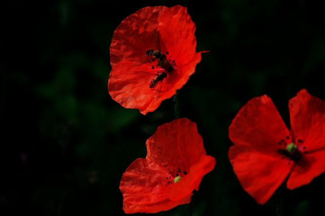 Garten 'Die Natur macht nichts vergeblich (Aristoteles)'