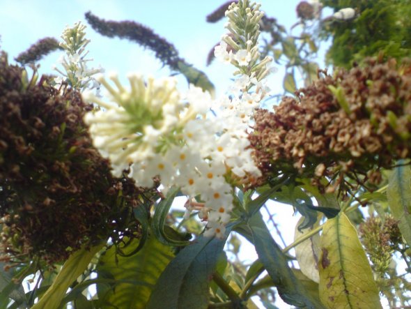 Hobbyraum 'Mein kleiner Gruss zum Herbstbeginn'