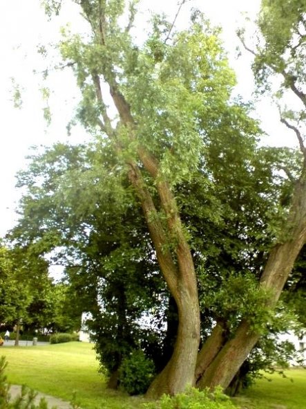 Direkt vor dem Haus wohnt schon seit vielen Jahren dieser schöne, grosse Baum.