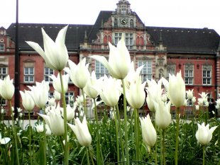 Wie die Tage macht der Frühling...