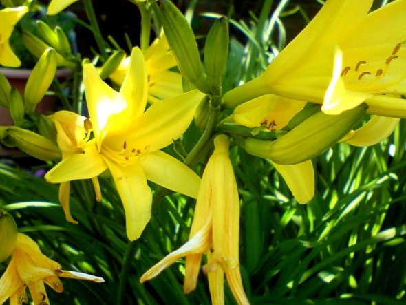 Garten 'Wie die Tage macht der Frühling...'